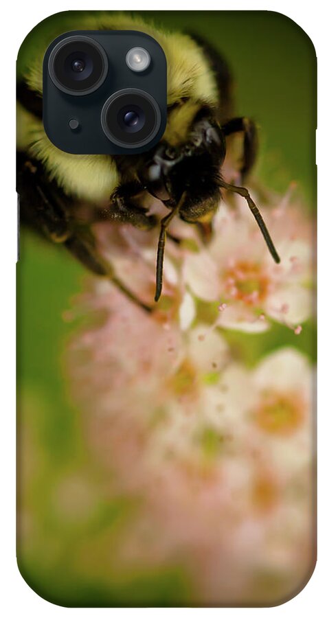 Bee iPhone Case featuring the photograph Busy Bee by Sebastian Musial