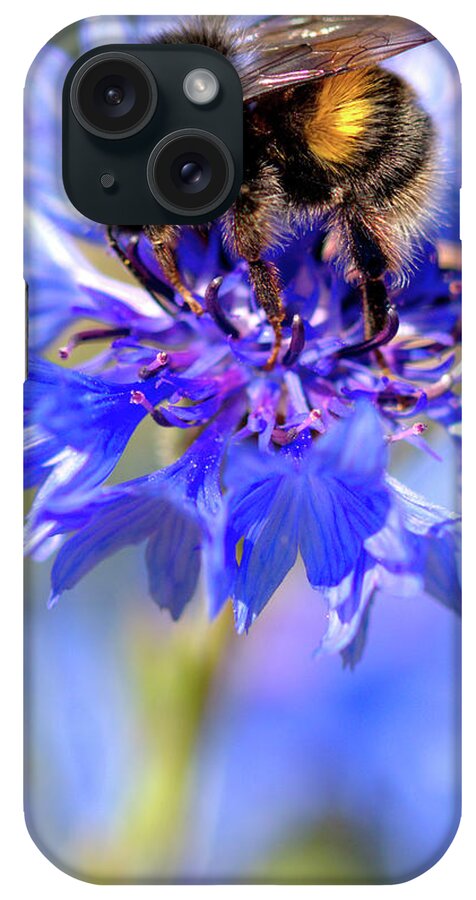 Cornflower iPhone Case featuring the photograph Busy Little Bee by Stephen Melia
