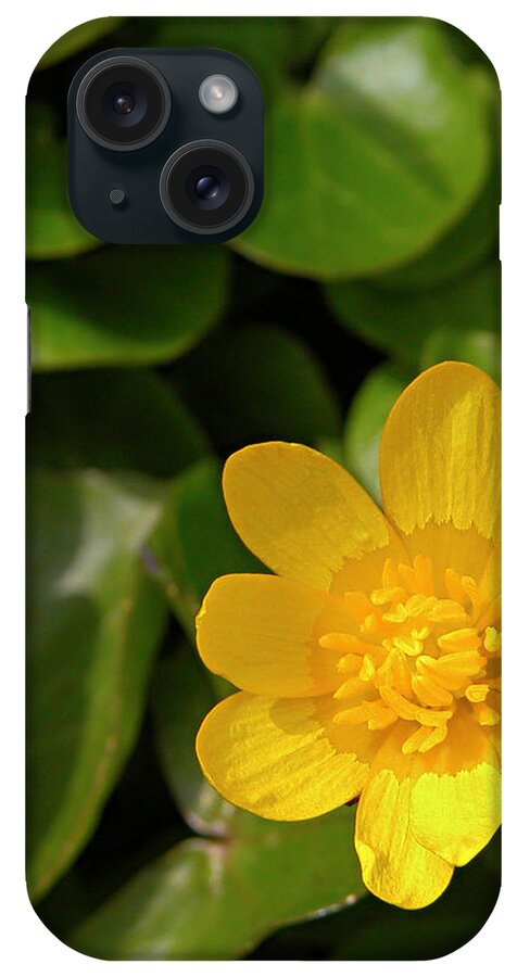 Buttercup iPhone Case featuring the photograph Buttercup in the garden by Antonio Ballesteros