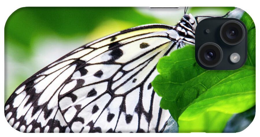 Butterfly iPhone Case featuring the photograph Butterfly #2025 by Chuck Flewelling
