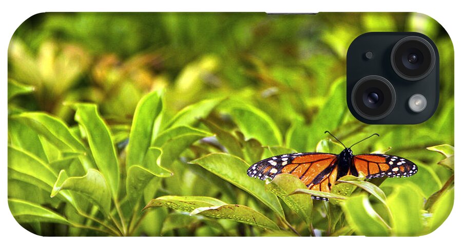 Hawaii iPhone Case featuring the photograph Butterfly Maui by Waterdancer 