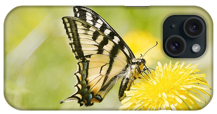Photography iPhone Case featuring the photograph Butterfly on Dandelion by Ivy Ho