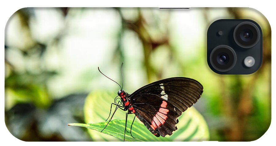 Butterfly iPhone Case featuring the photograph Butterfly on Leaf by Shuwen Wu