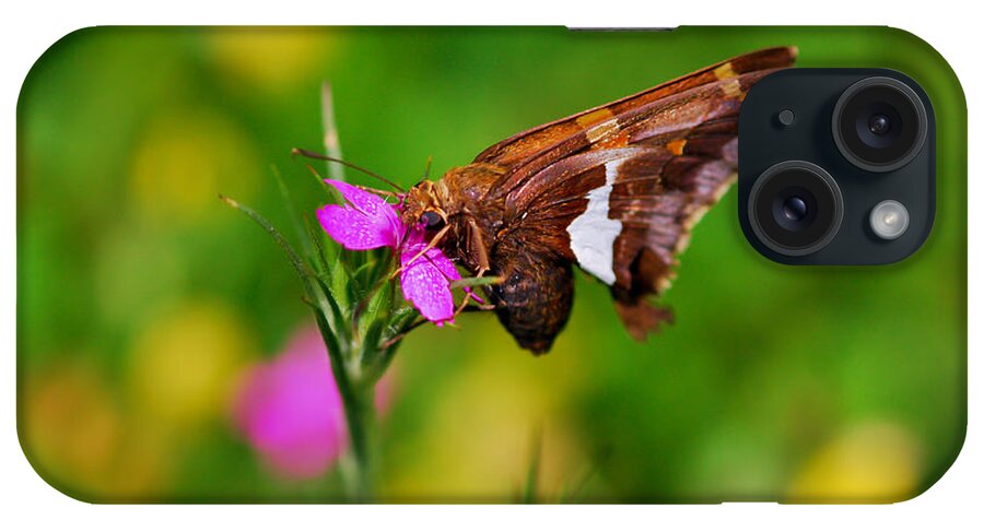 Butterfly iPhone Case featuring the photograph Butterfly - Silver-spotted Skipper by Kerri Farley