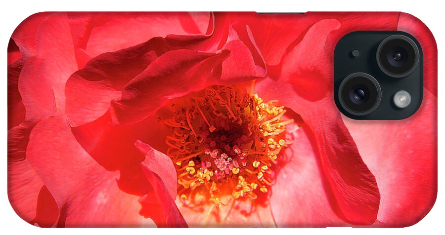Rose iPhone Case featuring the photograph By Any Other Name by Mike Stephens