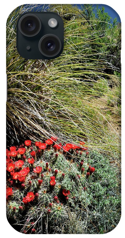Landscape iPhone Case featuring the photograph Crimson Barrel Cactus by Ron Cline