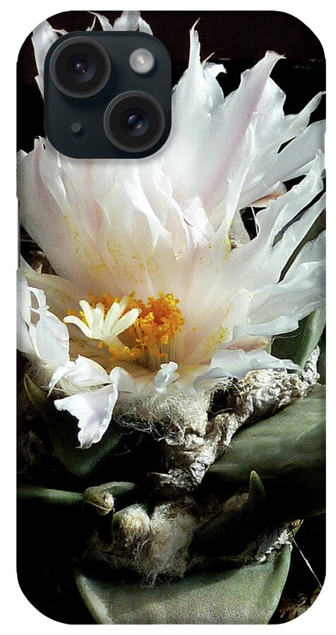 Cactus iPhone Case featuring the photograph Cactus Flower 8 by Selena Boron