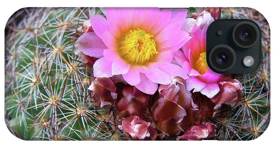 Cactus Flower iPhone Case featuring the painting Cactus Flower by Alan Johnson