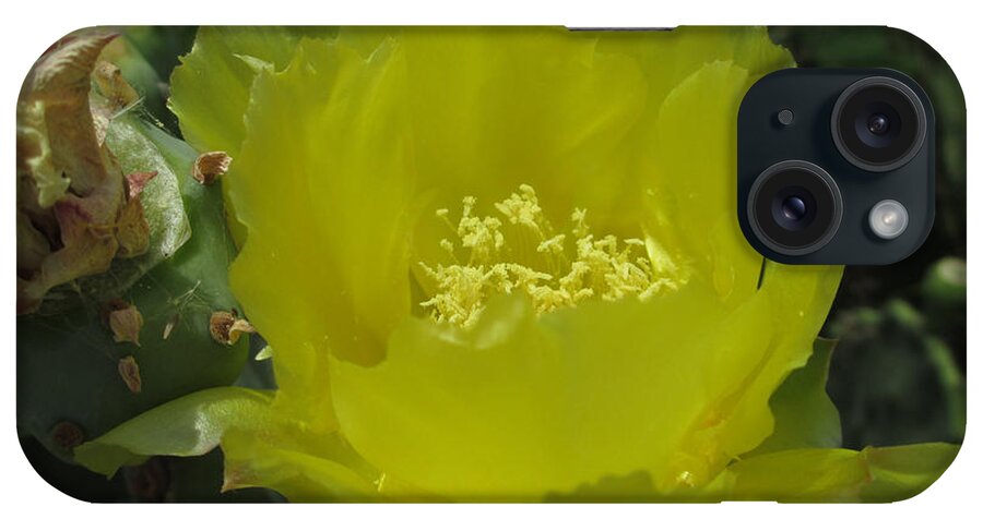 Cactus Flower iPhone Case featuring the photograph Cactus Flower in bloom by Kevin Caudill
