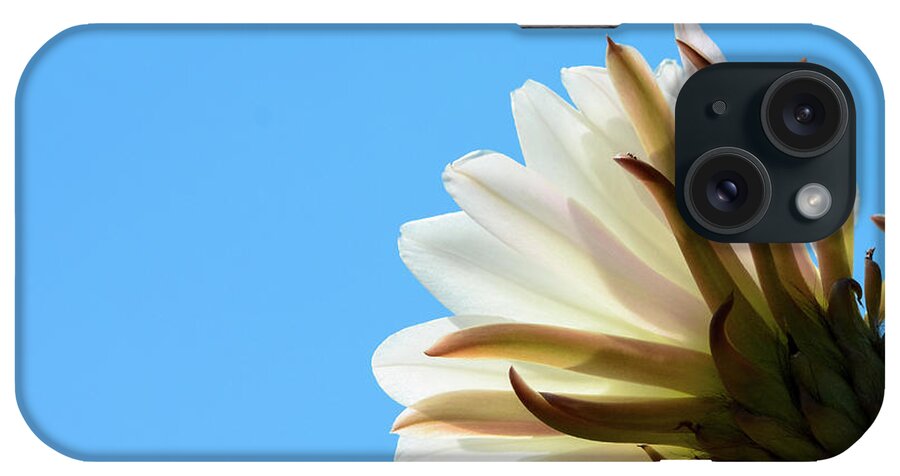 White Cactus Flower iPhone Case featuring the photograph Cactus Flower by Leah McPhail