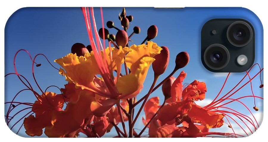 Flower iPhone Case featuring the photograph Caesalpinia Bird of Paradise by Chris Tarpening