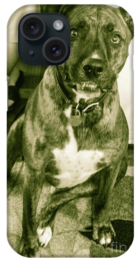 Man's Best Friend; Caesar's Warm And Protective! Ruff iPhone Case featuring the photograph Caeser 6 by Robin Coaker