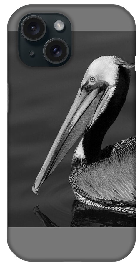 California iPhone Case featuring the photograph California Brown Pelican Portrait black and white monochrome by Ram Vasudev