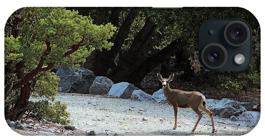 California Mule Deer iPhone Case featuring the photograph California Mule Deer by Viktor Savchenko