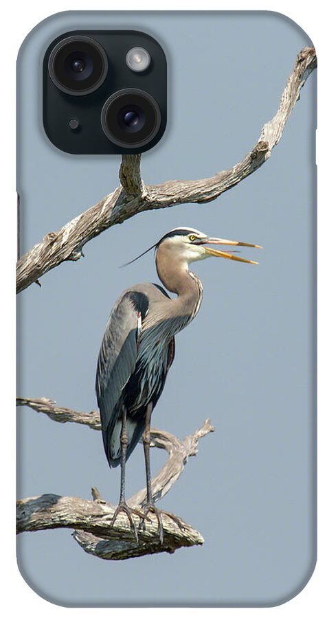 Boyton Beach iPhone Case featuring the photograph Call of the Wetlands by Dawn Currie