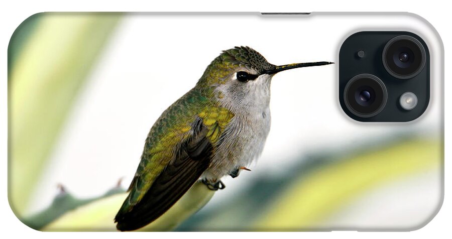 Denise Bruchman iPhone Case featuring the photograph Calliope Hummingbird on Agave by Denise Bruchman
