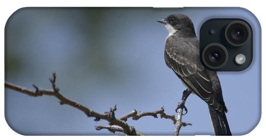 Kingbird-eastern- Birds- Kingbird- Birds Of Colorado- iPhone Case featuring the photograph Calm by Rae Ann M Garrett