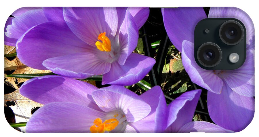 Spring iPhone Case featuring the photograph Can you say PURPLE by Kim Galluzzo