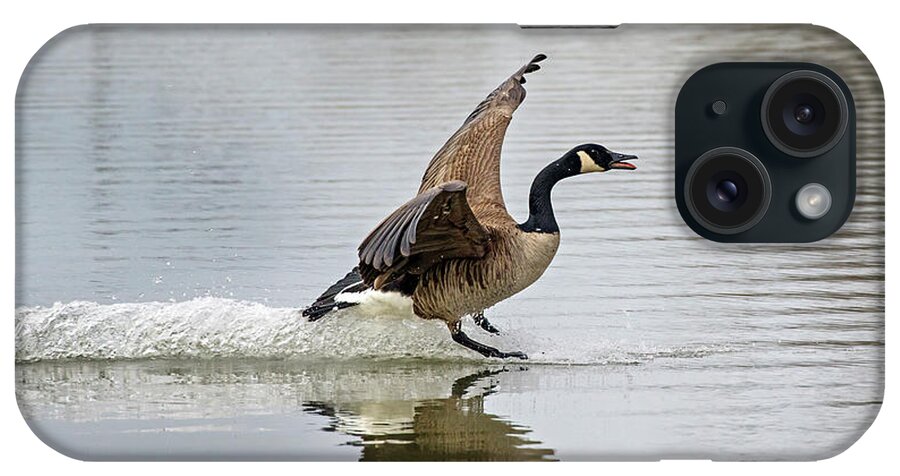 Canada Goose iPhone Case featuring the photograph Canada Goose Landing by Inge Riis McDonald