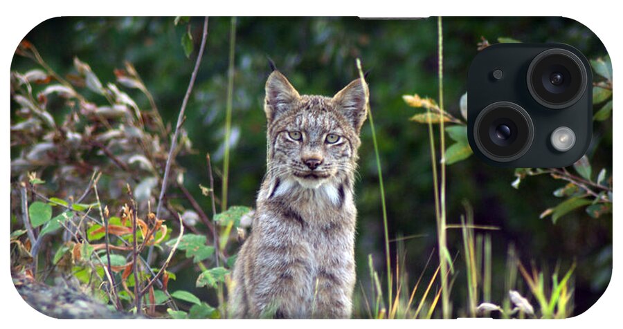 Lynx iPhone Case featuring the photograph Canadian Lynx by Louise Magno