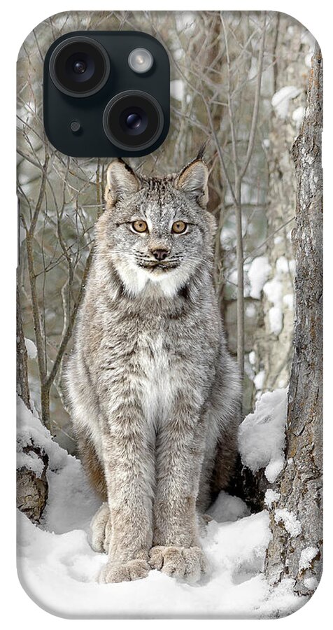 Canadian Wilderness Lynx iPhone Case featuring the photograph Canadian Wilderness Lynx by Wes and Dotty Weber