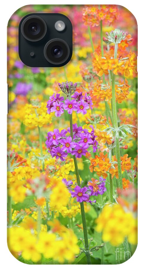 Primula Hybrids Harlow Carr iPhone Case featuring the photograph Candelabra Primula Flowers by Tim Gainey