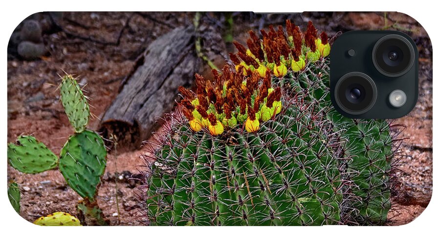 Myhaver Photography iPhone Case featuring the photograph Candy Barrel Cactus h51 by Mark Myhaver