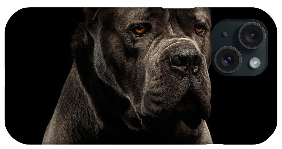 Cane iPhone Case featuring the photograph Cane Corso by Sergey Taran