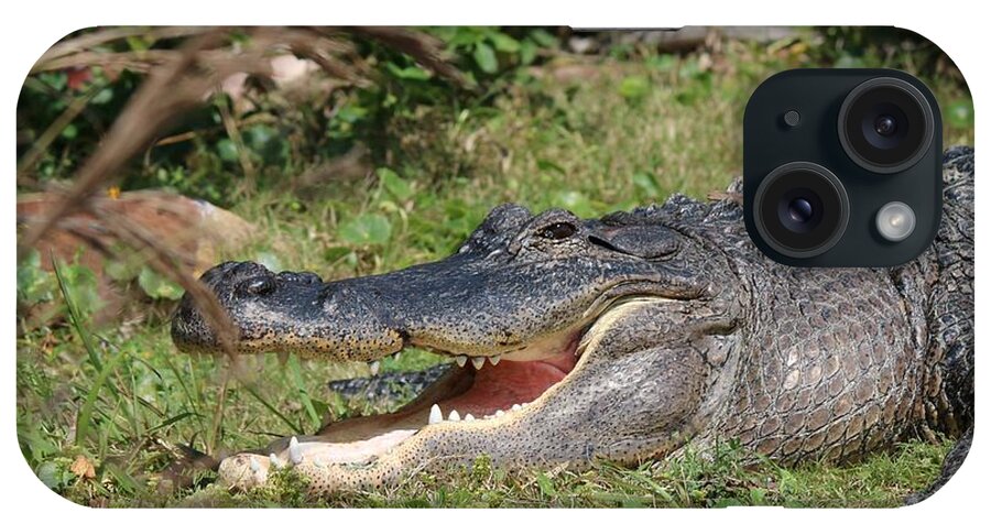 Gator iPhone Case featuring the photograph Captive Gator by Christy Pooschke