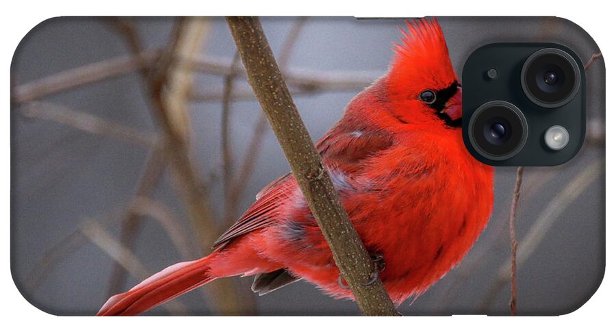  iPhone Case featuring the photograph Cardinal 2 by Tony HUTSON
