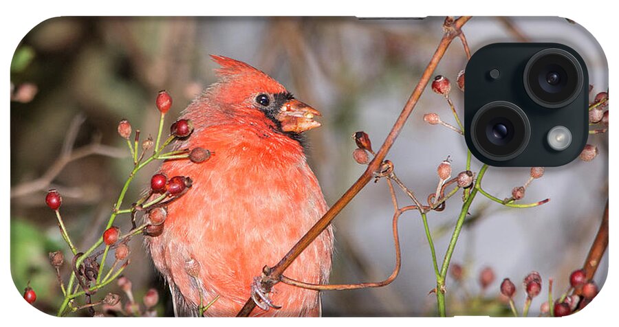 Cardinal iPhone Case featuring the photograph Cardinal and Berries by Deborah Ritch