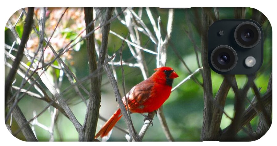 Birds iPhone Case featuring the photograph Cardinal by Dani McEvoy