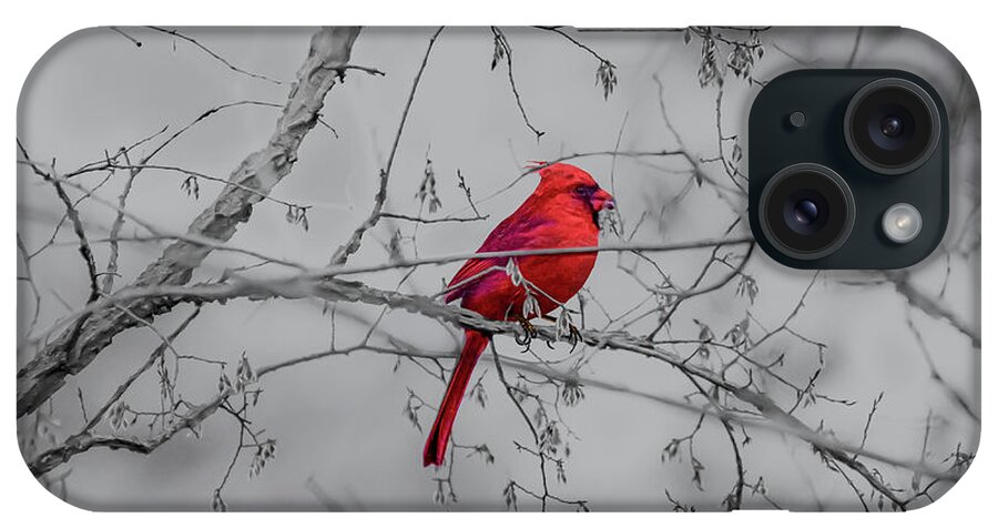 Texas iPhone Case featuring the photograph Cardinal Grey by Erich Grant