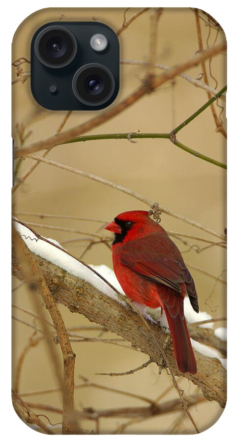  iPhone Case featuring the photograph Cardinal in Winter by John Harmon