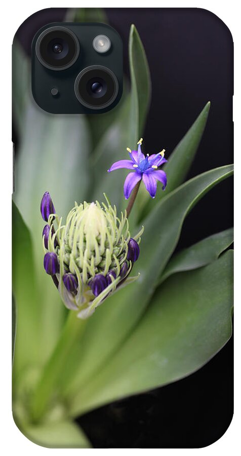 Caribbean Jewels iPhone Case featuring the photograph Caribbean Jewels by Tammy Pool