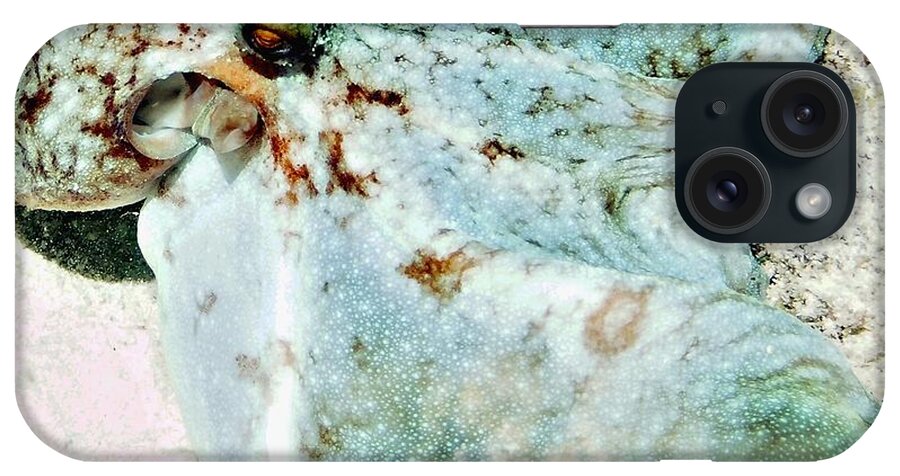 Ocean iPhone Case featuring the photograph Caribbean Reef Octopus - Eyes of the Deep by Amy McDaniel
