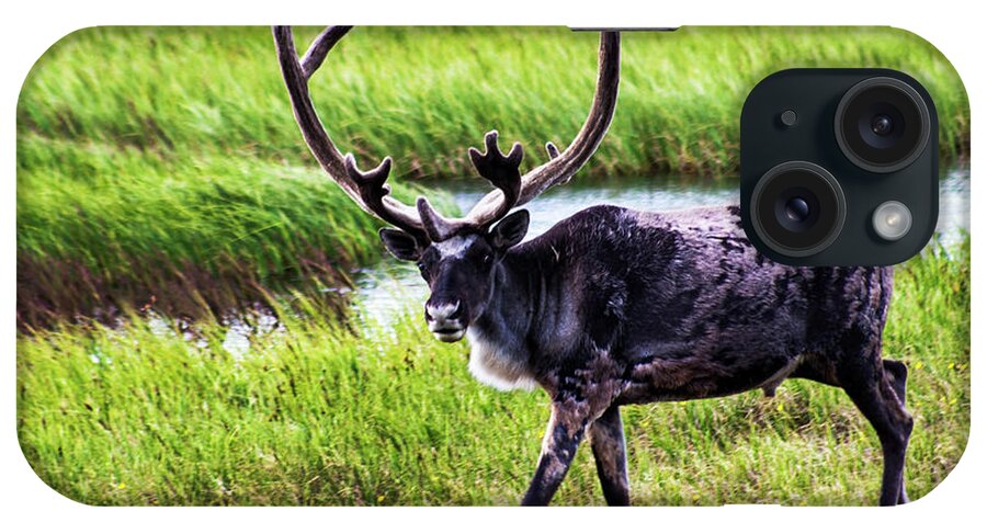 Caribou iPhone Case featuring the photograph Caribou by Anthony Jones