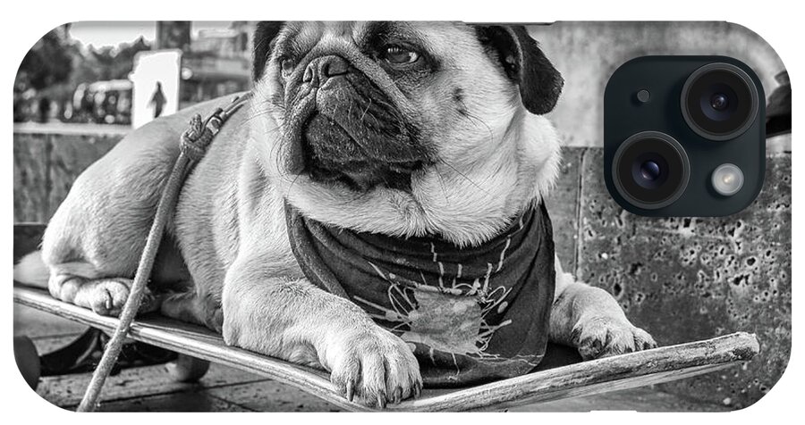 Pug iPhone Case featuring the photograph Carlos de Barcelona by Becqi Sherman