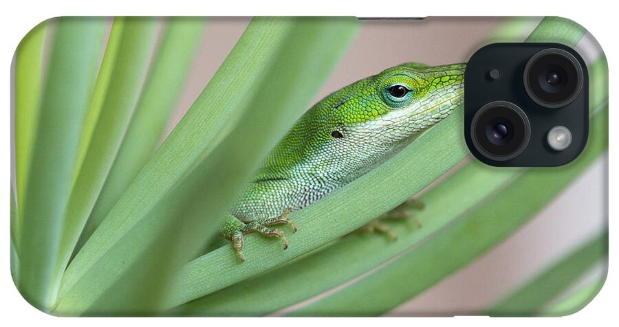 Anolis iPhone Case featuring the photograph Carolina Anole by Patricia Schaefer