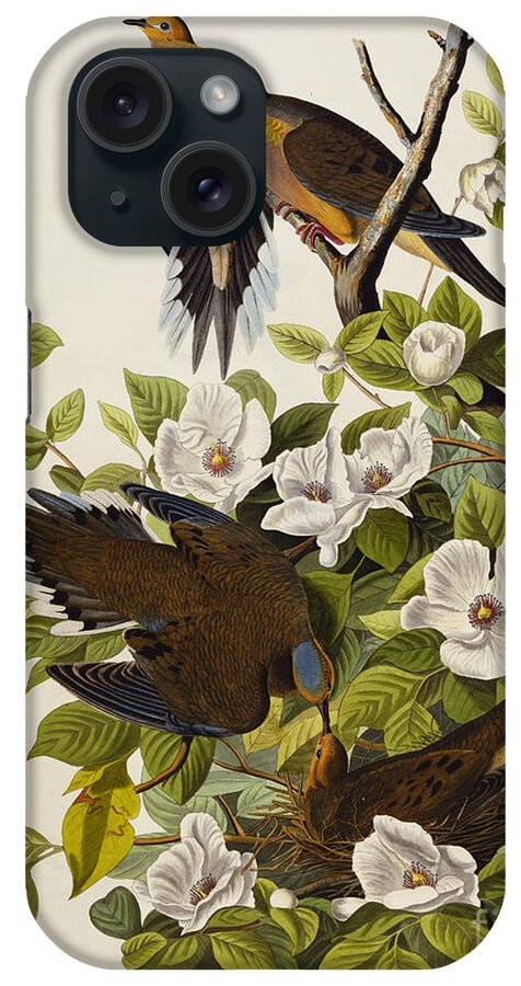 Doves iPhone Case featuring the drawing Carolina Turtledove by John James Audubon