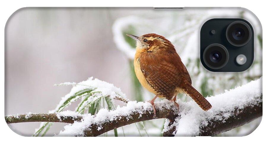 Carolina Wren iPhone Case featuring the photograph Carolina Wren In Snowy Pine by Daniel Reed