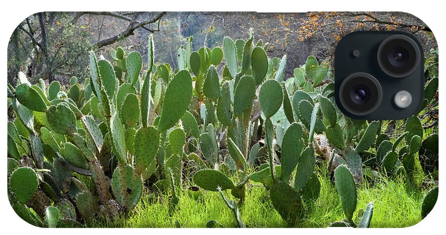 Orange County iPhone Case featuring the photograph Caspers Wilderness Park Cactus Garden by Kyle Hanson