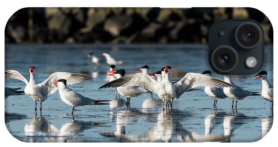 Animals iPhone Case featuring the photograph Caspian Terns by Robert Potts