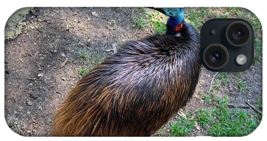 Cassowary iPhone Case featuring the photograph Cassowary by Michiale Schneider