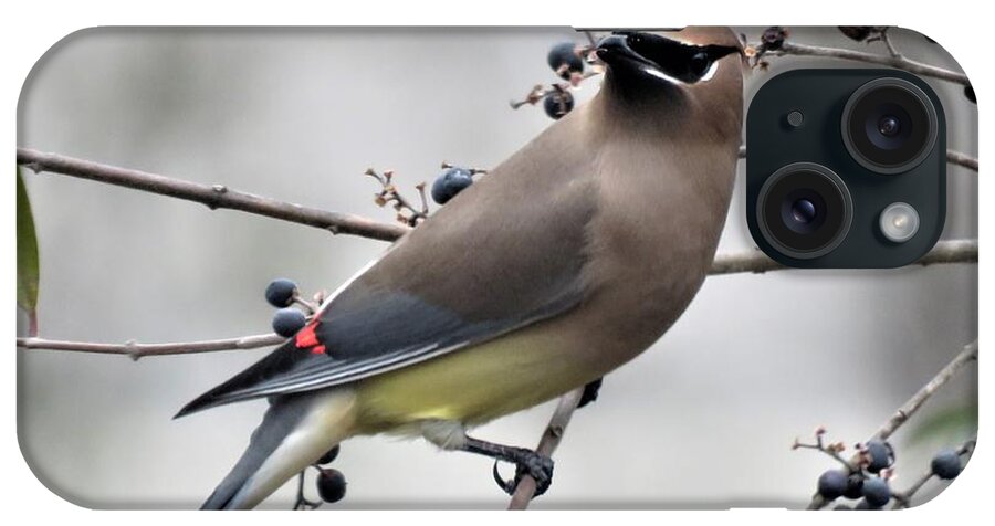 Kathy Long iPhone Case featuring the photograph Cedar Waxwing 1 by Kathy Long