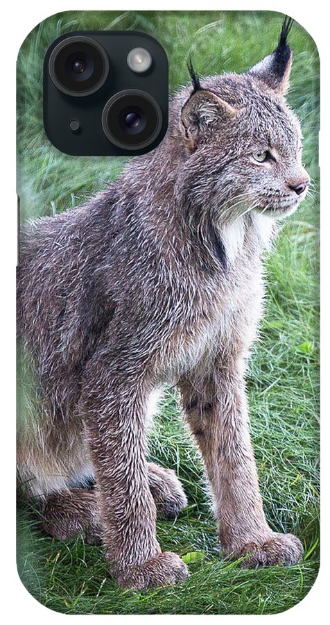 Lynx iPhone Case featuring the photograph Champion Mama Lynx by Tim Newton