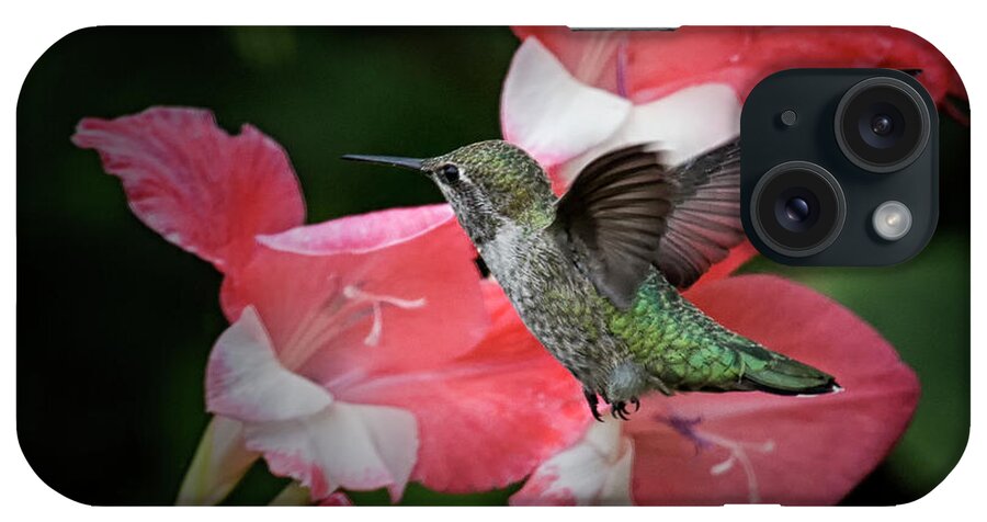 Hummingbird iPhone Case featuring the photograph Checking The Menu by Randy Hall