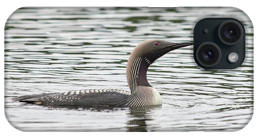 Finland iPhone Case featuring the photograph Checking the sky. Black-throated loon by Jouko Lehto