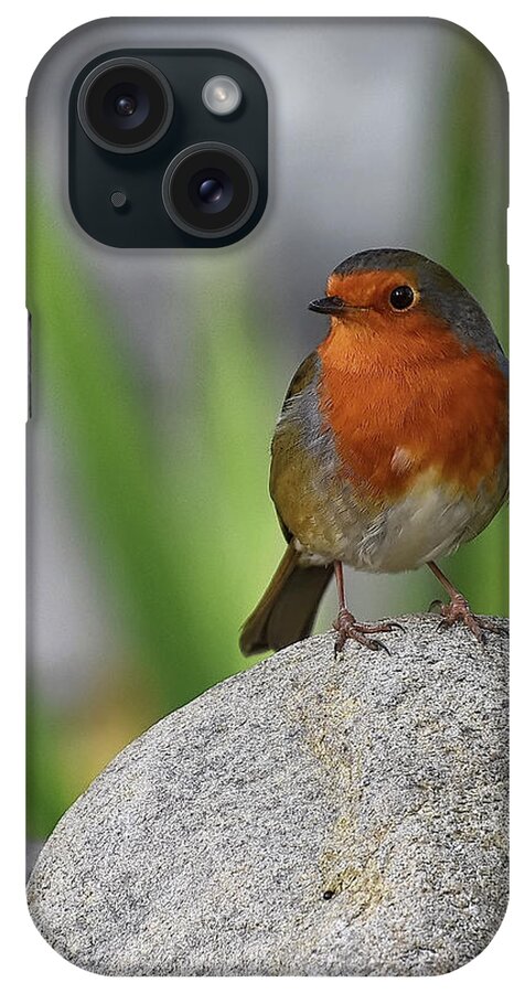 Robin iPhone Case featuring the photograph Cheeky Chappy by Kuni Photography