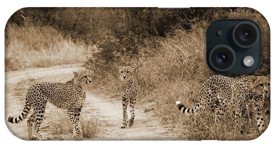 Cheetahs iPhone Case featuring the photograph Cheetah Brothers by Felix Concepcion